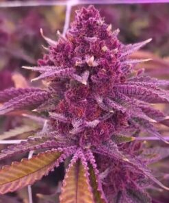 Tropicana Cherry Bx1 - 11-pack