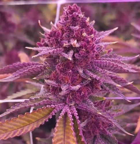 Tropicana Cherry Bx1 - 11-pack