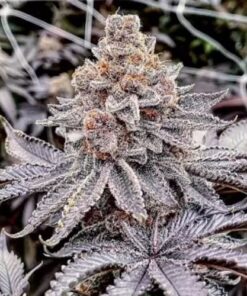 Tropicana Cherry Pie - 11-pack