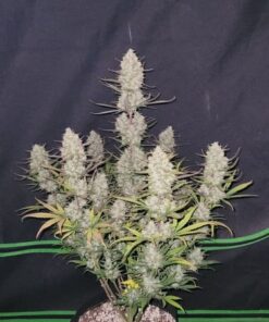 Tropicana Cookies Auto - 5-pack