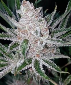 Tropicana Cookies x Purple Punch - 5-pack