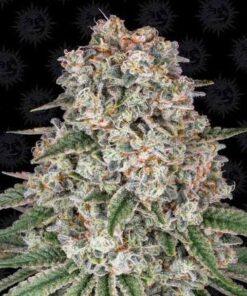 Tropicanna Banana - 5-pack