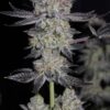 Tropicanna Cookies Fast Flowering - 5-pack