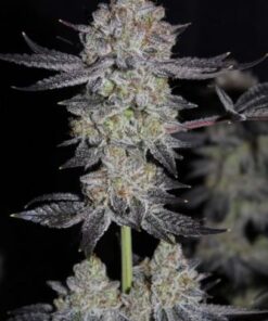 Tropicanna Cookies Fast Flowering - 5-pack