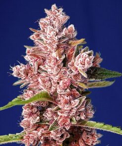 Tropicanna Poison F1 Fast Version