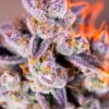 Tropicanna Poison XL Auto - 5-pack