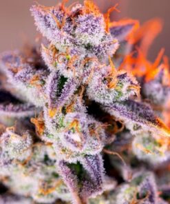 Tropicanna Poison XL Auto - 5-pack