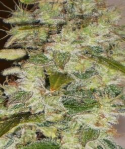 Truly Fruity - 12-pack