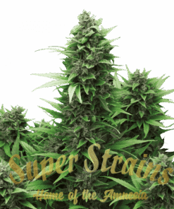 Turing Autoflowering - 5PACK