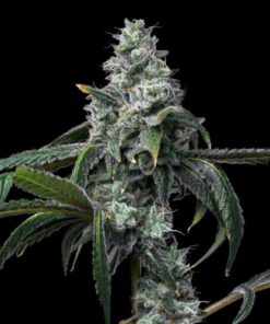 UK Cheese x Hollywood - 6-pack