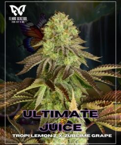 Ultimate Juice - 12-pack