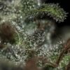 Underdawg OG - 5PACK