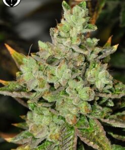 Venom OG -12PACK