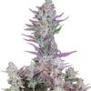 Wedding Glue Auto - 5-pack