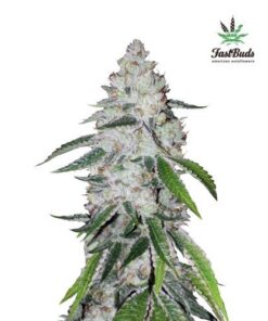 West Coast O.G. Auto