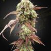 West Coast OG x Gelato 41 Auto - 5-pack