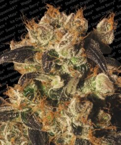 White Berry