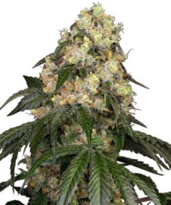 White Biscotti OG XXL
