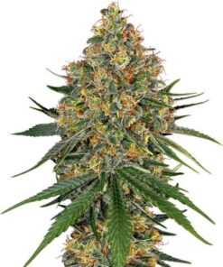 White Cheese