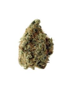 White Choco Auto -5PACK