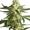White Diesel Haze Automatic