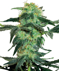 White Ice - Regular - 10pack
