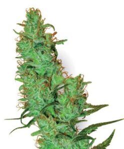 White Label Jack Herer