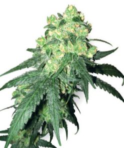 White Label Rhino