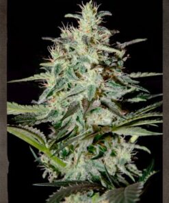 White Lemon - 5PACK