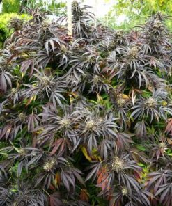 White Runtz Fast Flowering