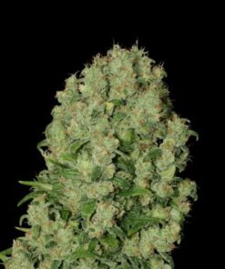 White Russian - 11 Pack