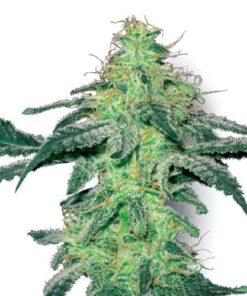 White Skunk