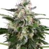 White Skunk Automatic