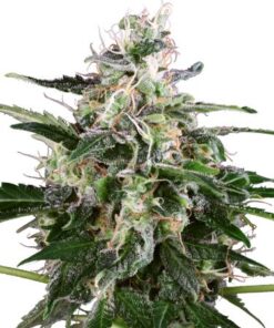 White Skunk Automatic