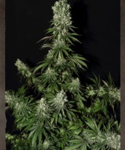 White Strawberry Skunk - 5PACK