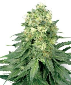 White Widow