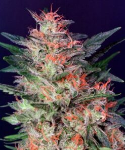 White Widow