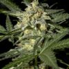 White Widow Auto