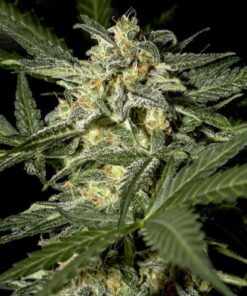White Widow Auto