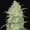 White Widow Auto
