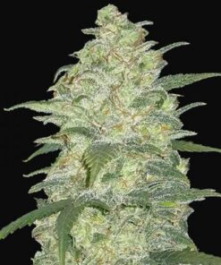 White Widow Auto