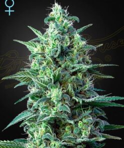 White Widow Auto CBD - 5PACK