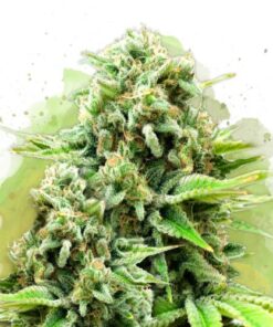 White Widow Autoflower - 5-pack