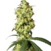 White Widow Automatic