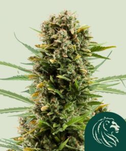 White Widow Automatic