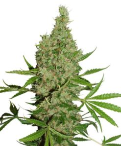 White Widow X The Ultimate