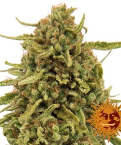 Widow Remedy - 10PACK