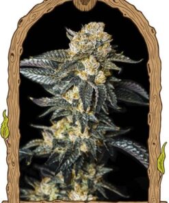 Zkittaberry Auto - 5-pack