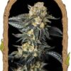 Zkittaberry Auto - 5-pack