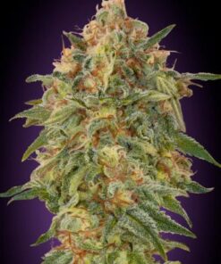 Zkittlez